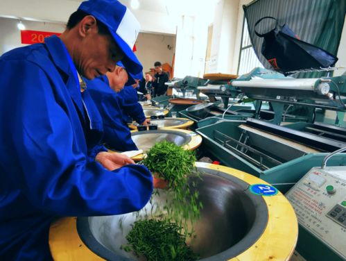 温州市制茶大师比赛与精品名茶评选 租借道具有效助力传统茶文化盛会